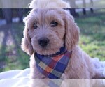 Small Photo #5 Goldendoodle Puppy For Sale in ROUGEMONT, NC, USA
