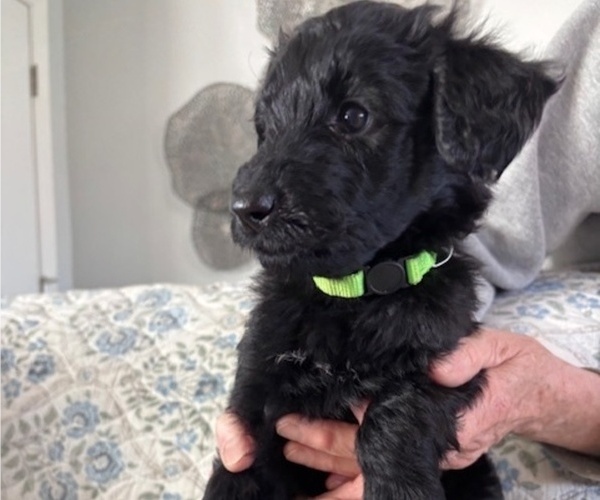 Medium Photo #4 Schnoodle (Giant) Puppy For Sale in ANDERSON, CA, USA