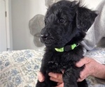 Small Photo #27 Schnoodle (Giant) Puppy For Sale in ANDERSON, CA, USA