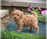 Small Photo #5 Poodle (Miniature) Puppy For Sale in MORGANTOWN, PA, USA