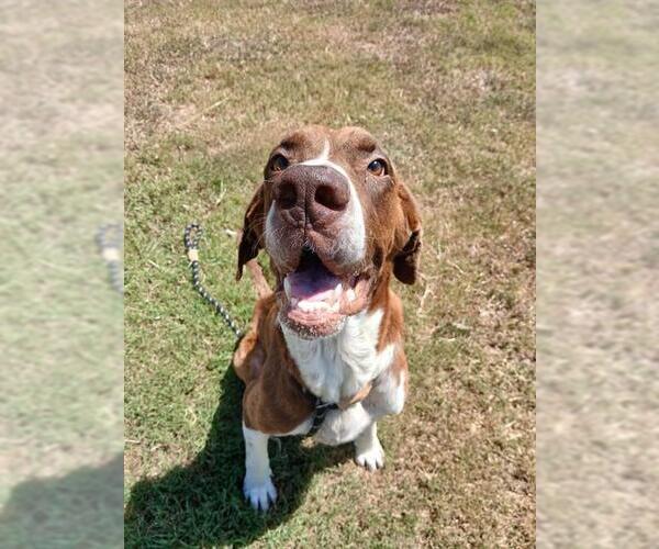 Medium Photo #1 Great Dane-Pointer Mix Puppy For Sale in Corpus Christi, TX, USA