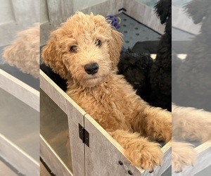 Goldendoodle mix (+ Poodle Standard) Puppy for Sale in CLARKSVILLE, Tennessee USA