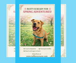 Rusty - Male Mutt Dog for Adoption - Small photo