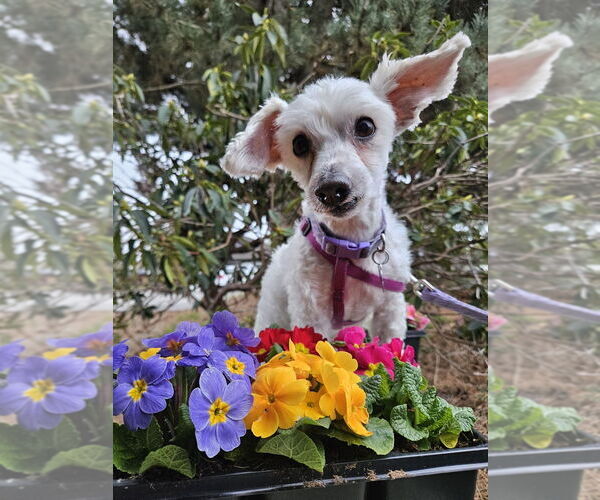 Medium Photo #2 Maltipoo (Miniature) Puppy For Sale in Bellingham, WA, USA