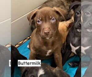 Borador Dogs for adoption in GILBERTS, IL, USA