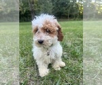 Small Photo #24 Poodle (Miniature) Puppy For Sale in DURHAM, CT, USA