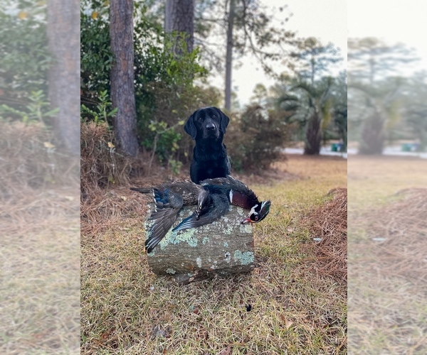 Medium Photo #32 Labrador Retriever Puppy For Sale in AIKEN, SC, USA