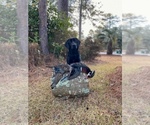Small #31 Labrador Retriever