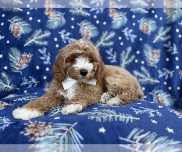 Medium Photo #3 Cock-A-Poo Puppy For Sale in LAKELAND, FL, USA