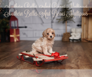 Maltipoo Puppy for Sale in ANGIER, North Carolina USA