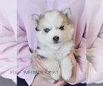 Small #2 Pomsky