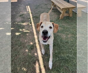Cooper - Male Great Dane-Labrador Retriever Mix Dog for Adoption - Photo #2