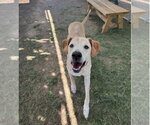 Small Photo #2 Great Dane-Labrador Retriever Mix Puppy For Sale in Lakewood, CO, USA