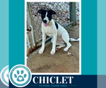 Chiclet (Bubble Gum Gang) 101726 - Female Mutt Dog for Adoption - Small photo