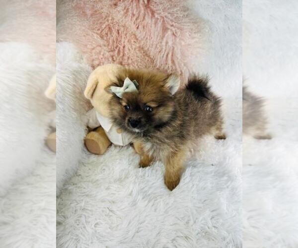 Medium Photo #10 Pomeranian Puppy For Sale in PEMBROKE PINES, FL, USA
