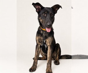 Holland Shepherd Dogs for adoption in Conroe, TX, USA