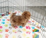 Small #5 ShihPoo