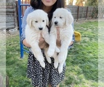 Small Photo #1 English Cream Golden Retriever Puppy For Sale in BAKERSFIELD, CA, USA