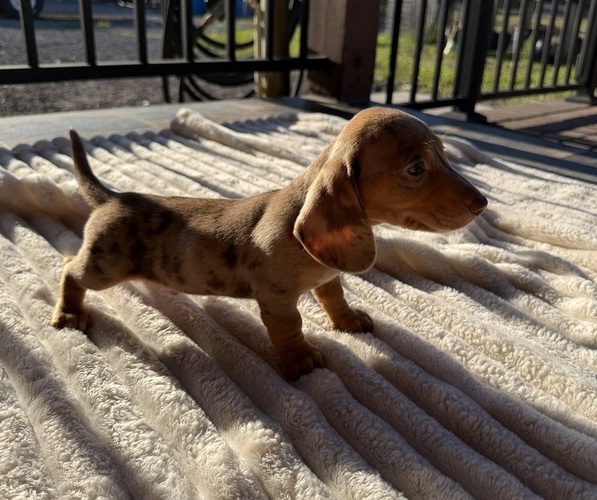 Medium Photo #1 Dachshund Puppy For Sale in WEBSTER, FL, USA