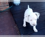 Small Photo #109 American Pit Bull Terrier-Labrador Retriever Mix Puppy For Sale in MOORESBORO, NC, USA