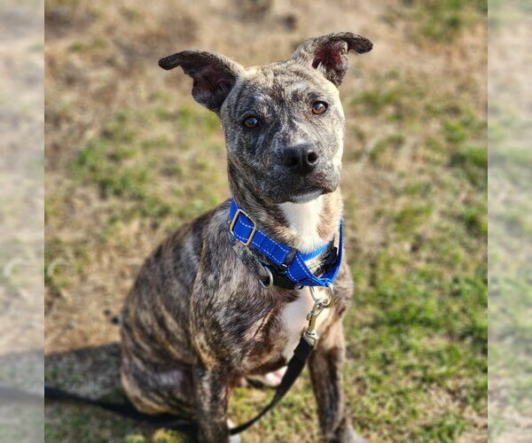 Medium Photo #1 Catahoula Leopard Dog Puppy For Sale in Walnutport, PA, USA