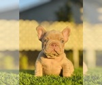 Small #16 French Bulldog