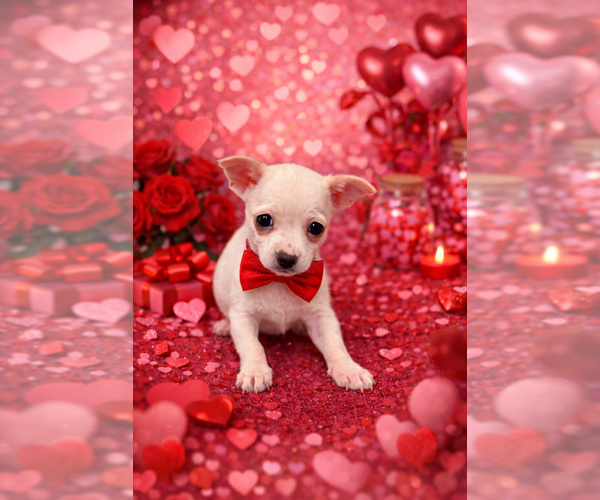 Medium Photo #1 Chihuahua Puppy For Sale in RIPLEY, MS, USA