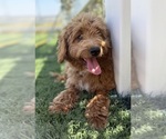 Puppy Puppy 3 Goldendoodle-Poodle (Toy) Mix