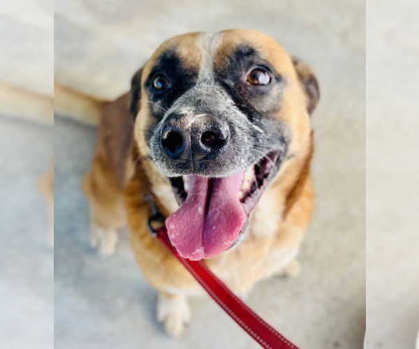 Medium Photo #2 Mutt Puppy For Sale in Waldron, AR, USA