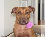 Small #9 Labrador Retriever Mix