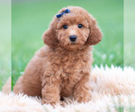 Small Photo #35 Goldendoodle (Miniature) Puppy For Sale in WARSAW, IN, USA
