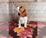 Small #7 Cavalier King Charles Spaniel