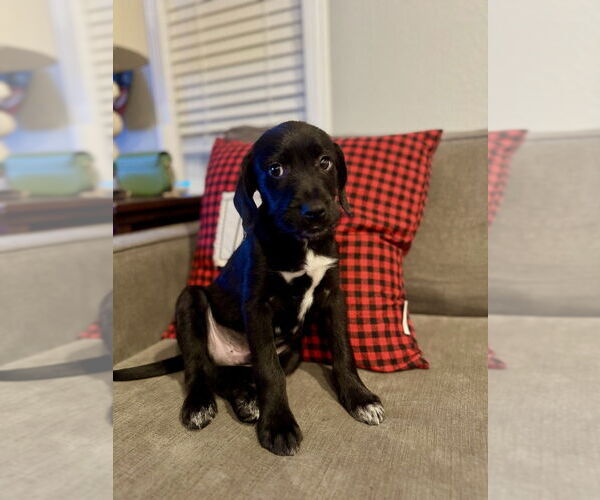 Medium Photo #2 Mutt Puppy For Sale in San Diego, CA, USA