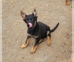 Small Photo #31 German Shepherd Dog Puppy For Sale in LYNCH STATION, VA, USA