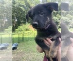 Puppy Violet German Shepherd Dog