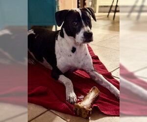 American Bulldog-Pointer Mix Dogs for adoption in Royal Palm Beach, FL, USA