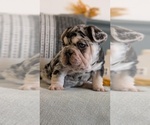 Small #2 French Bulldog
