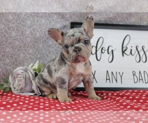 French Bulldog Puppy for sale in WOOSTER, OH, USA