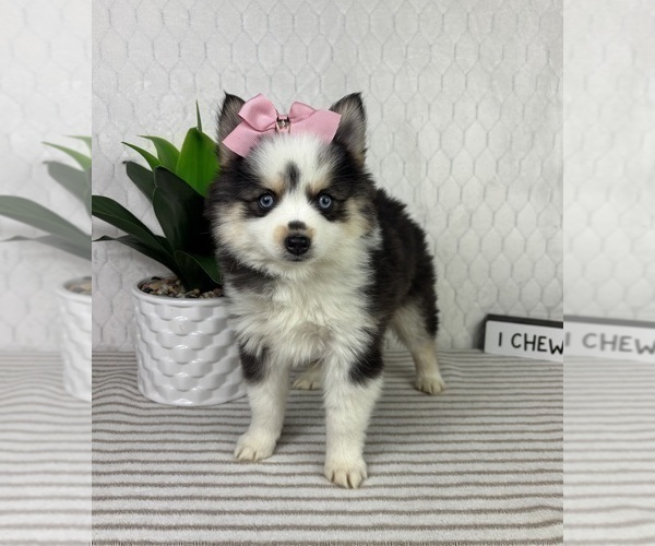 Medium Photo #3 Pomsky Puppy For Sale in GREENFIELD, IN, USA