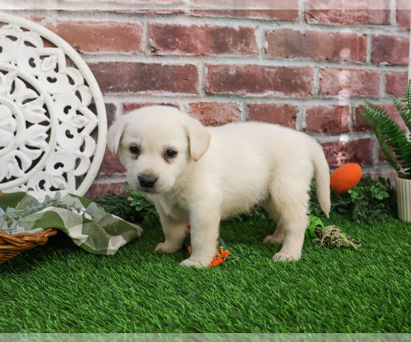 Medium Photo #2 Labrador Retriever Puppy For Sale in SYRACUSE, IN, USA