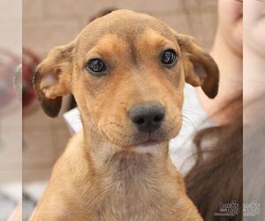 Medium Labrador Retriever Mix