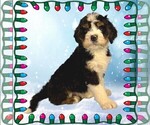 Puppy Claus Bernedoodle