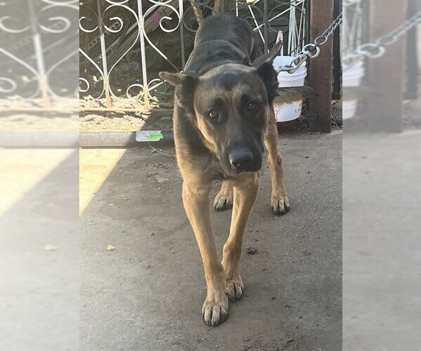 Medium Photo #1 German Shepherd Dog Puppy For Sale in Martinez, CA, USA