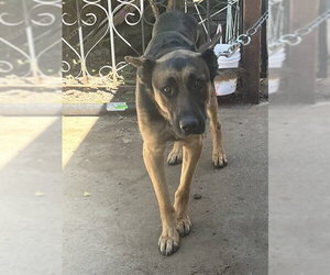 German Shepherd Dog Dogs for adoption in Martinez, CA, USA