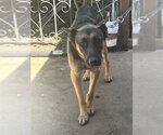 Small German Shepherd Dog