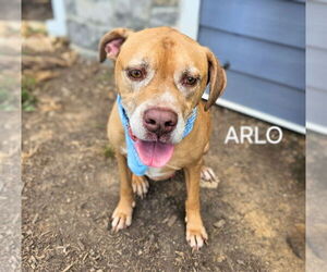Boxer-Unknown Mix Dogs for adoption in Maryville, TN, USA