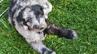 Aussiedoodle Puppy for sale in DELTA, CO, USA