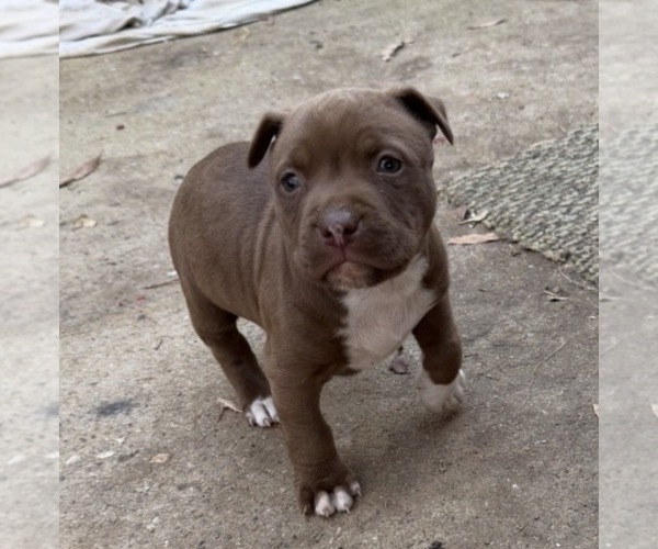 Medium Photo #13 American Bulldog Puppy For Sale in MACON, GA, USA