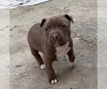 Scooby - Male American Bulldog Dog for Adoption - Photo #13