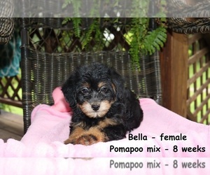 Pom-A-Poo Puppy for sale in CLARKRANGE, TN, USA
